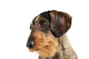 Portrait of an adorable wire-haired Dachshund looking curiously - isolated on white background