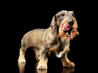 Studio shot of an adorable wire-haired Dachshund standing and licking his lips