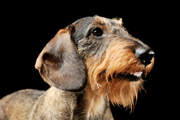 Portrait of an adorable wire-haired Dachshund looking up curiously - isolated on black background