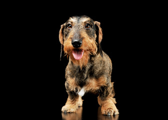 Studio shot of an adorable wire-haired Dachshund standing and looking curiously at the camera