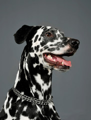 Portrait of an adorable Dalmatian dog looking satisfied - isolated on grey background