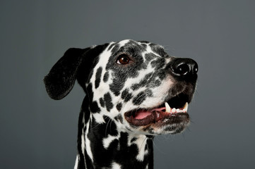 Portrait of an adorable Dalmatian dog looking looking up curiously - isolated on grey background.