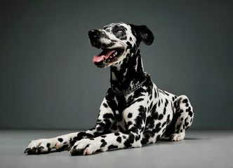 Studio shot of an adorable Dalmatian dog lying and looking satisfied