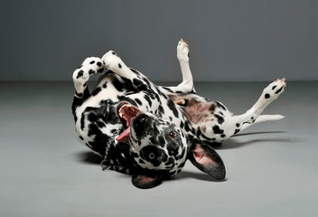 Studio shot of an adorable Dalmatian dog lying on his back and looking curiously at the camera