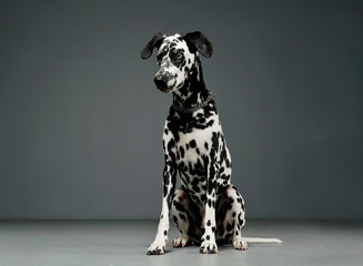 Studio shot of an adorable Dalmatian dog sitting and looking down curiously