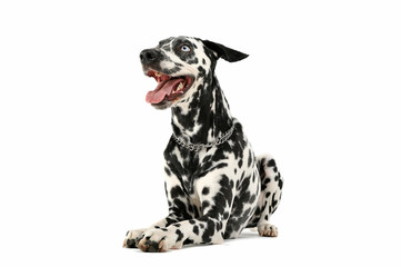 Studio shot of an adorable Dalmatian dog lying and looking satisfied