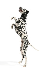 Studio shot of an adorable Dalmatian dog standing on hind legs and looking curiously