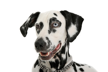 Portrait of an adorable Dalmatian dog with different colored eyes looking curiously