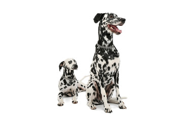 Studio shot of two adorable Dalmatian dog looking satisfied - isolated on white background