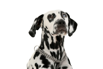 Portrait of an adorable Dalmatian dog with different colored eyes looking up curiously