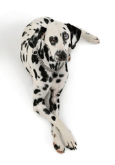 Studio shot of an adorable Dalmatian dog with different colored eyes lying and looking curiously at the camera