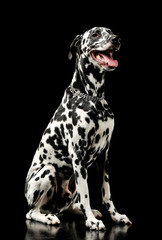 Studio shot of an adorable Dalmatian dog sitting and looking satisfied