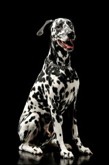 Studio shot of an adorable Dalmatian dog sitting and looking satisfied