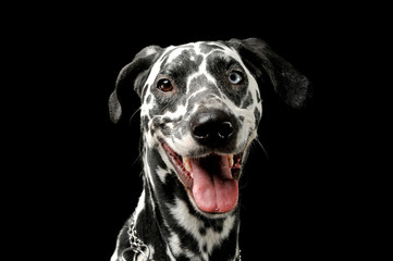 Portrait of an adorable Dalmatian dog with different colored eyes looking satisfied