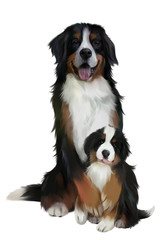 Bernese mountain dogs. Watercolor drawing