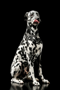 Studio shot of an adorable Dalmatian dog with different colored eyes sitting and licking his lips