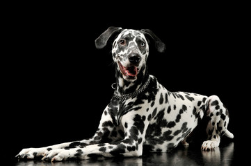 Studio shot of an adorable Dalmatian dog with different colored eyes lying and looking satisfied