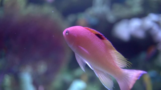 Pink or Red Margin Fairy Wrasse Fish Swimming in Aquarium, Close Up