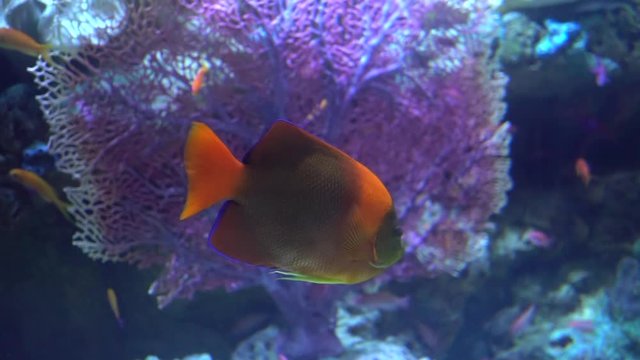 Orange clarion angelfish swimming in coral reef aquarium with other fish
