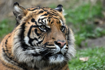 Fototapeta na wymiar Testa di tigre
