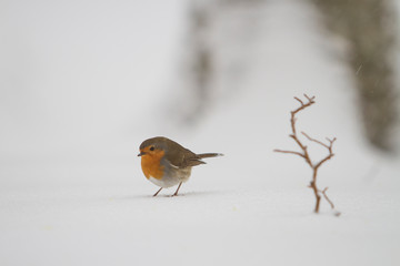 Robin in the forest snow.