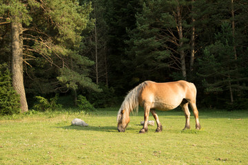 Mare grazing peacefully in the meadow.