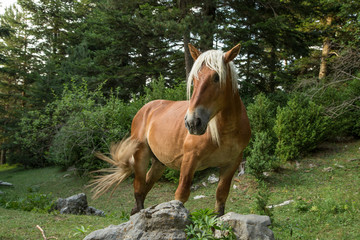 Pyrenees horse in the forest.