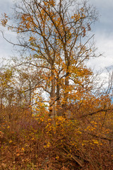 Fototapeta premium Haardt