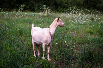 Obraz na płótnie Canvas White domestic goat on a meadow