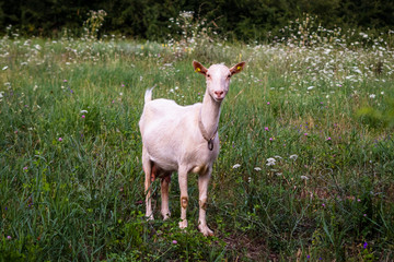 Obraz na płótnie Canvas White domestic goat on a meadow