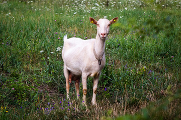 White domestic goat on a meadow