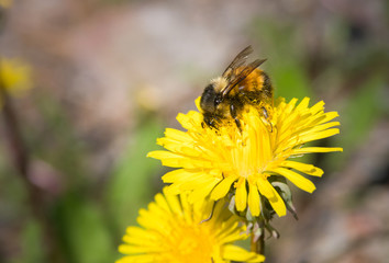 Bumblebee on a dandelion