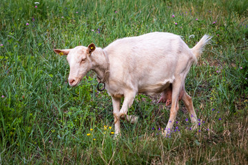 Obraz premium White domestic goat on a meadow