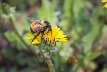 Bumblebee on a dandelion