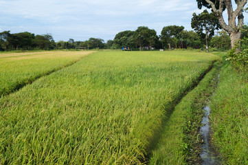 Fototapeta na wymiar rice fields in Indonesia which are managed by local farmers