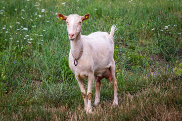 Obraz premium White domestic goat on a meadow