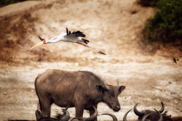 yellow billed stork flying over buffalo