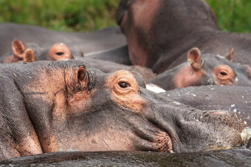 Hippo Group