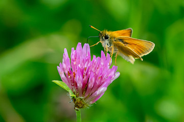 Essex skipper butterfly (Thymelicus lineola) with ends of antenna being black in colour, feeding of...