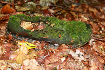 a leather man’s shoe overgrown with moss and grass lies in the leaves, a concept of an unexpected find in the forest