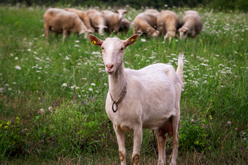 White domestic goat on a meadow