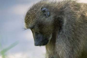 Pavian Portrait Waterberg Namibia