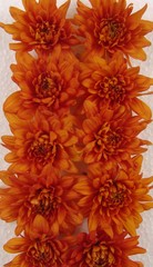 Fototapeta premium flores