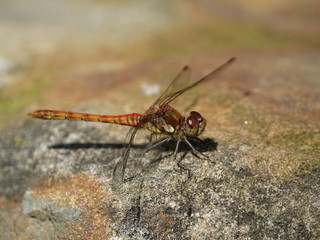 male commom darter dragonfly (Sympetrum striolatum) 