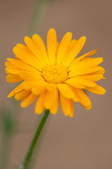 Bezaubernde Frühlingsblumen heißen Frühling und Sommer mit betörendem Duft und Farbenpracht willkommen und sind das ideale Muttertagsgeschenk