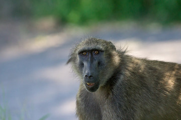 Pavian Portrait Waterberg Namibia