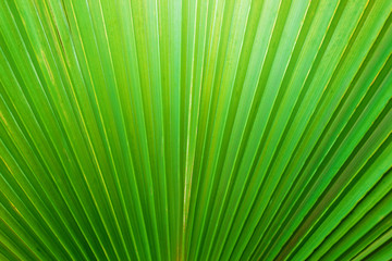 Fototapeta premium Palm leaf is illuminated by bright sunlight from above