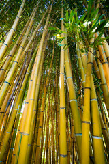Bamboo forest. Natural background. bamboo plant