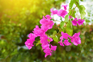 Flowering branch of oleander with pink flowers on the background of garden greenery