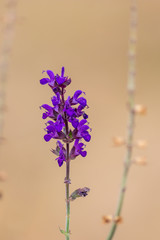 Betörend duftender Lavendel lädt Bienen und andere Insekten zur Bestäubung ein